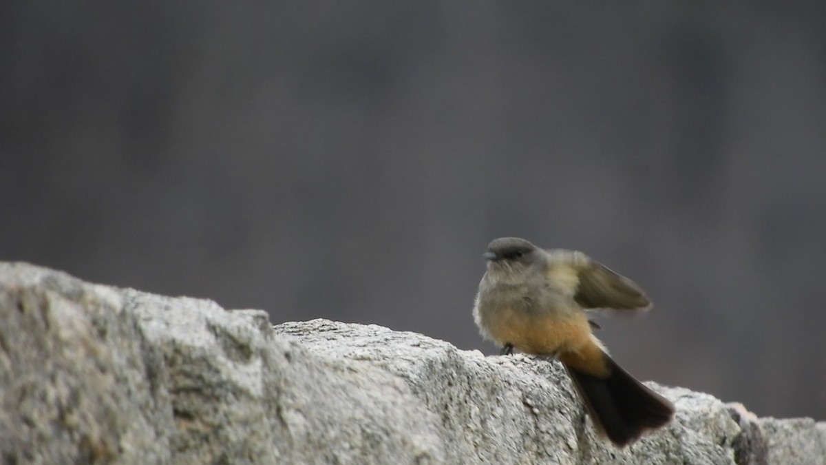 Say's Phoebe - ML621848597