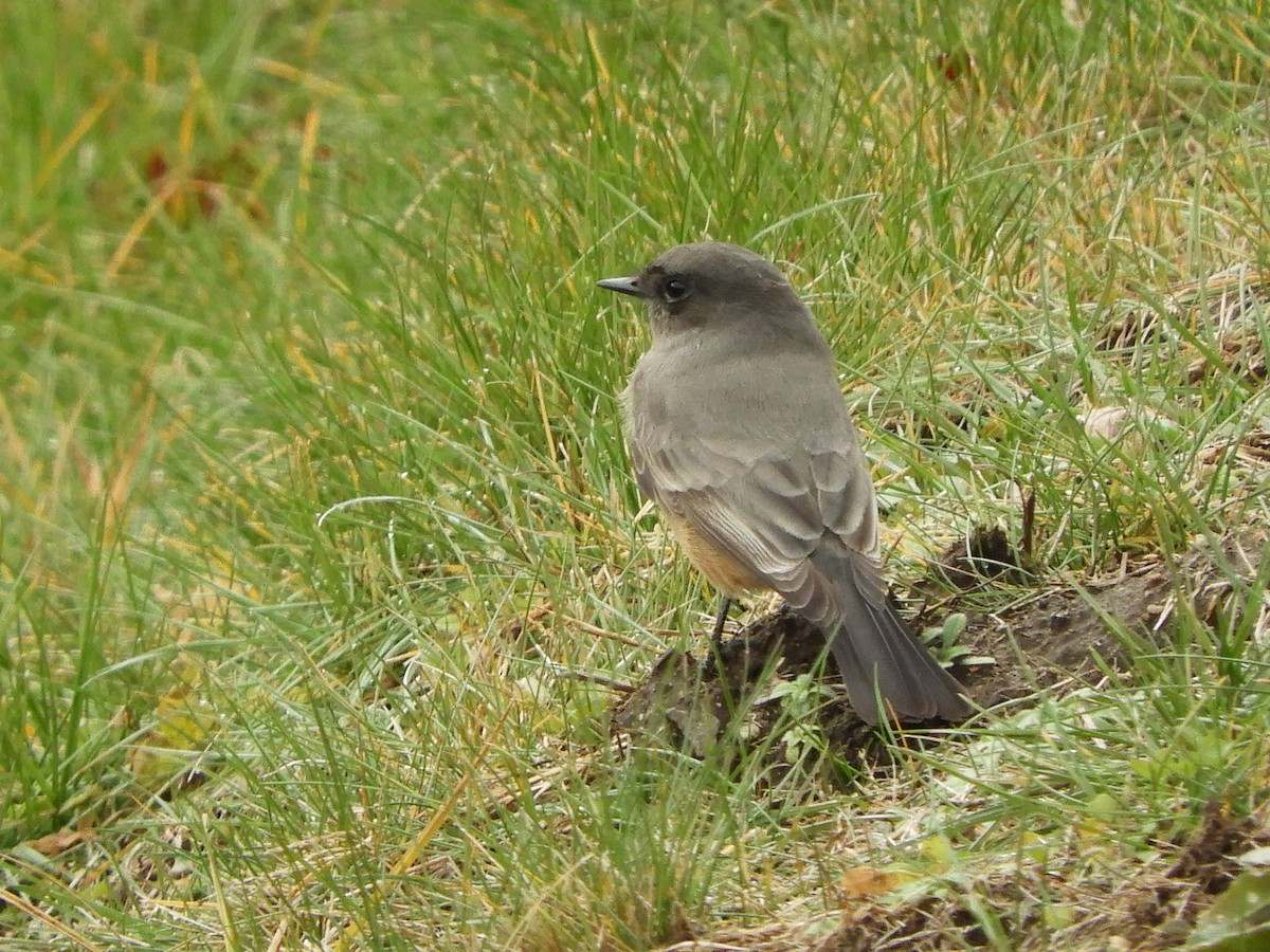 Say's Phoebe - ML621848603