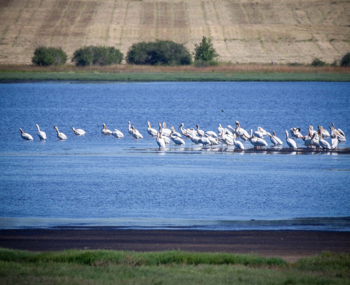 American White Pelican - ML621848608