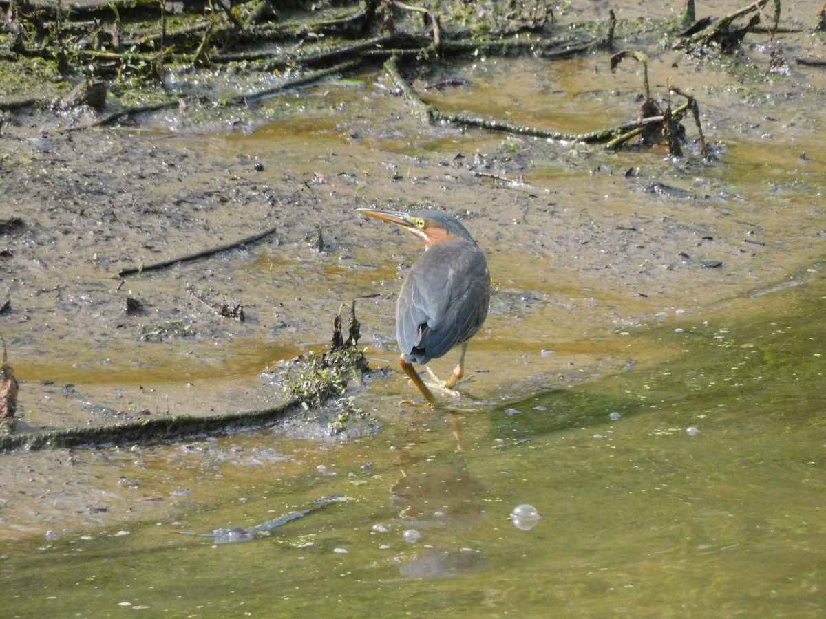 Green Heron - ML621848610