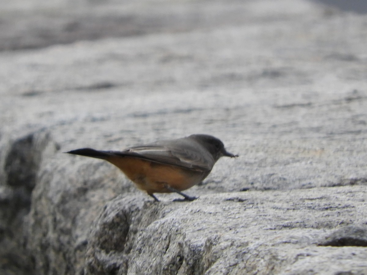 Say's Phoebe - ML621848614