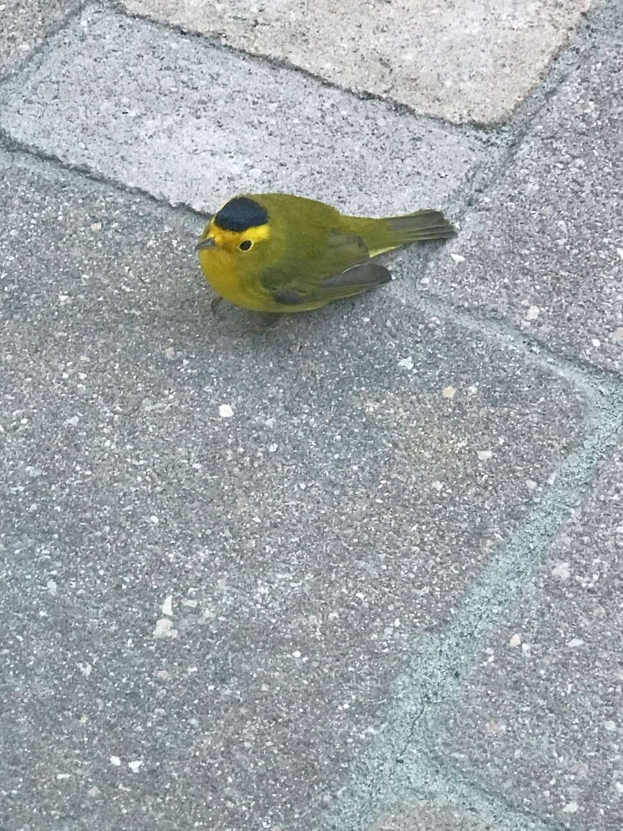 Wilson's Warbler - ML621848615