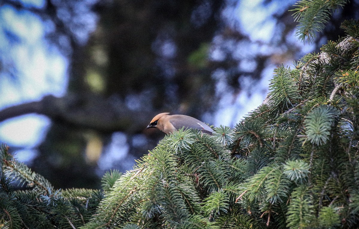 Cedar Waxwing - ML621848629