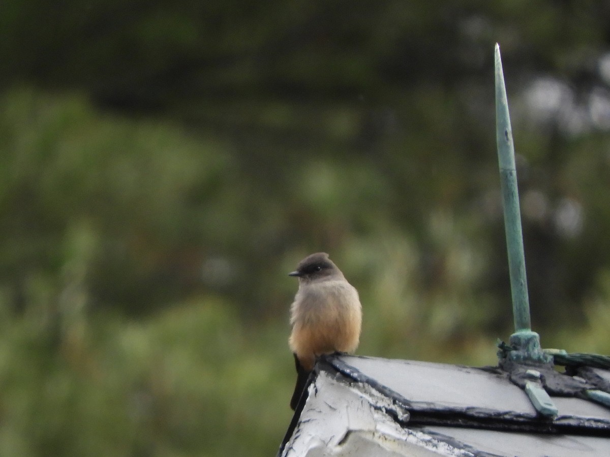 Say's Phoebe - ML621848633