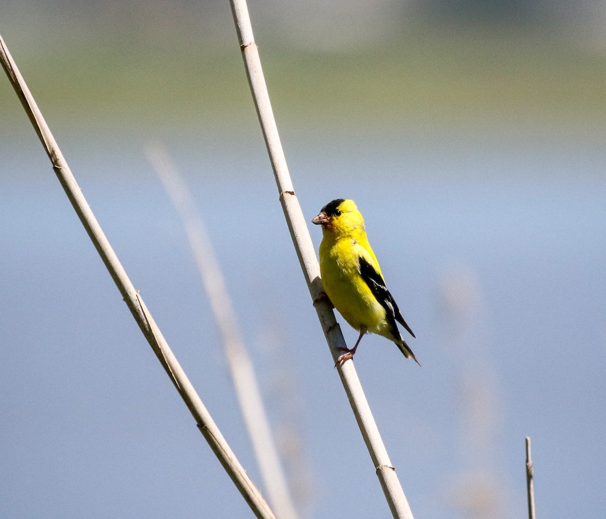 American Goldfinch - ML621848638