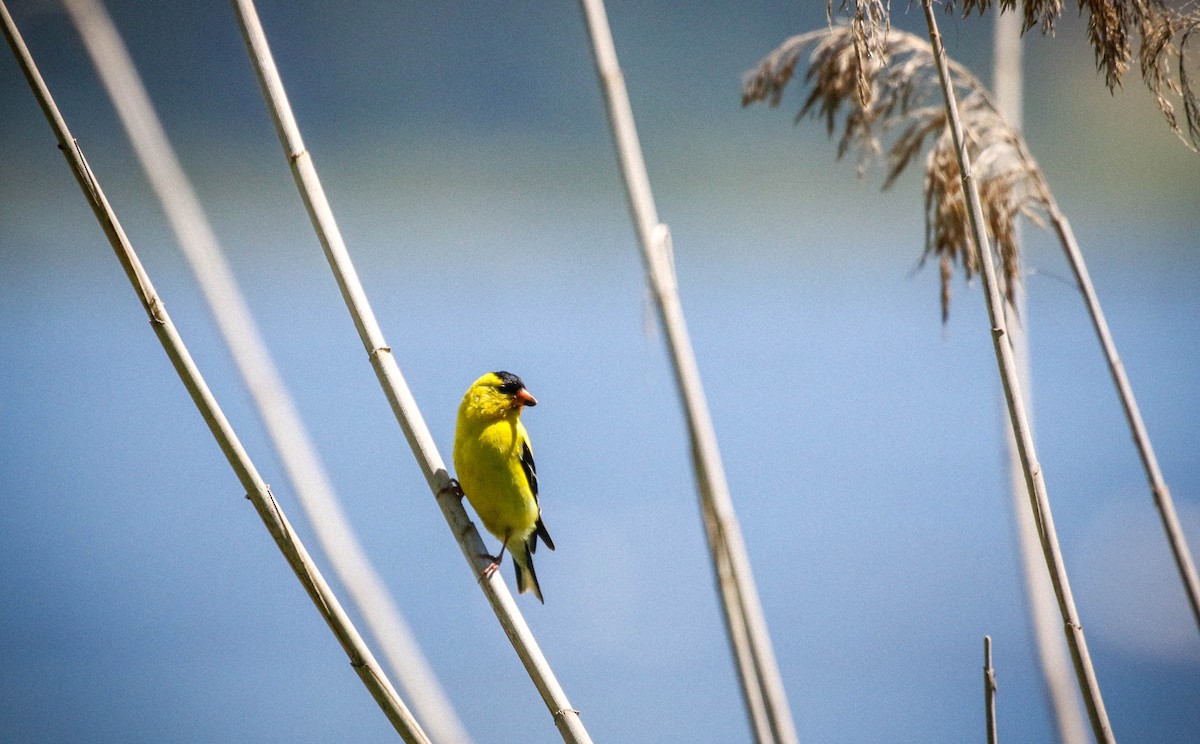 American Goldfinch - ML621848639