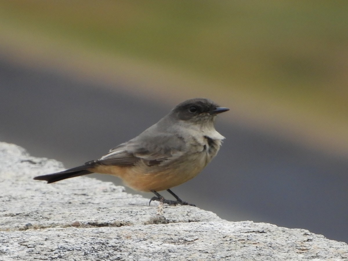 Say's Phoebe - ML621848640
