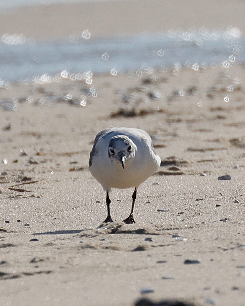 Franklin's Gull - ML621848641