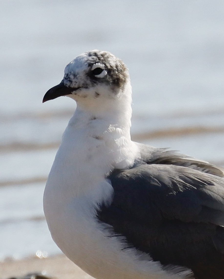 Franklin's Gull - ML621848642