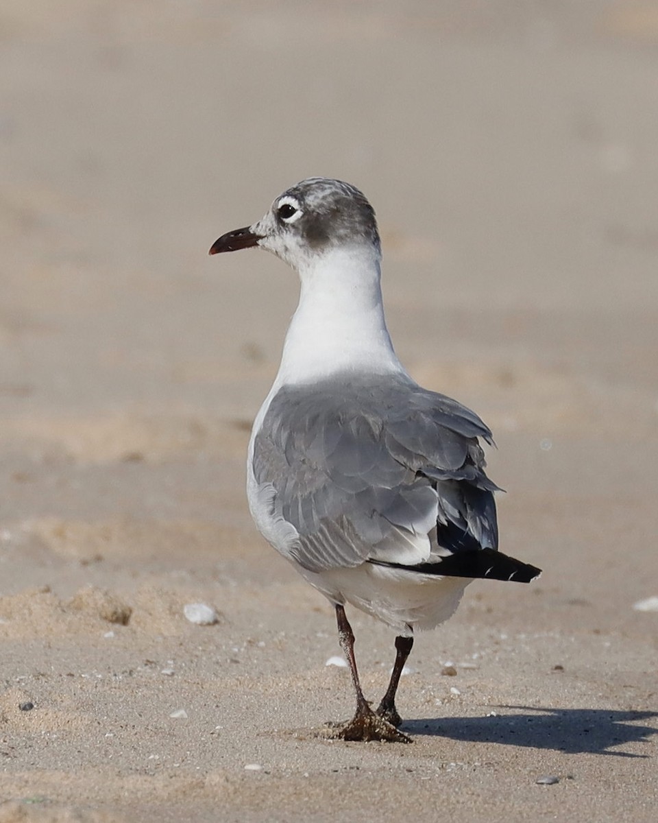 Franklin's Gull - ML621848643