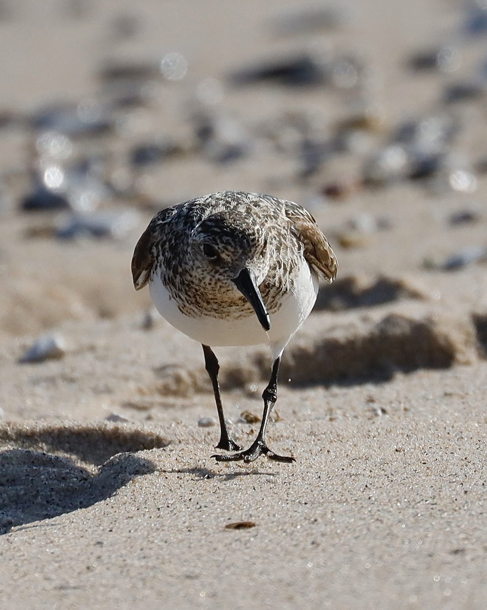 Sanderling - ML621848673