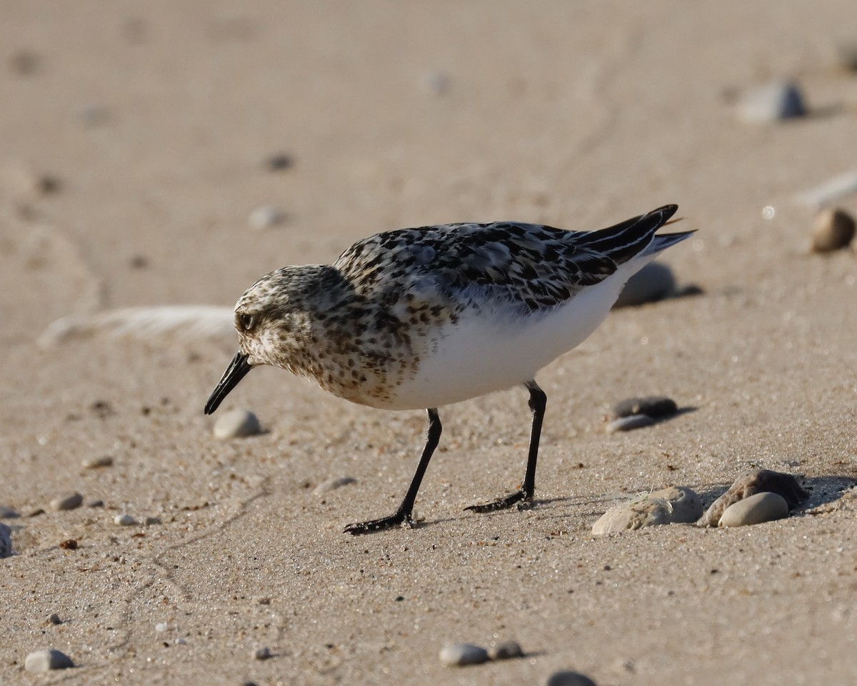 Sanderling - ML621848674