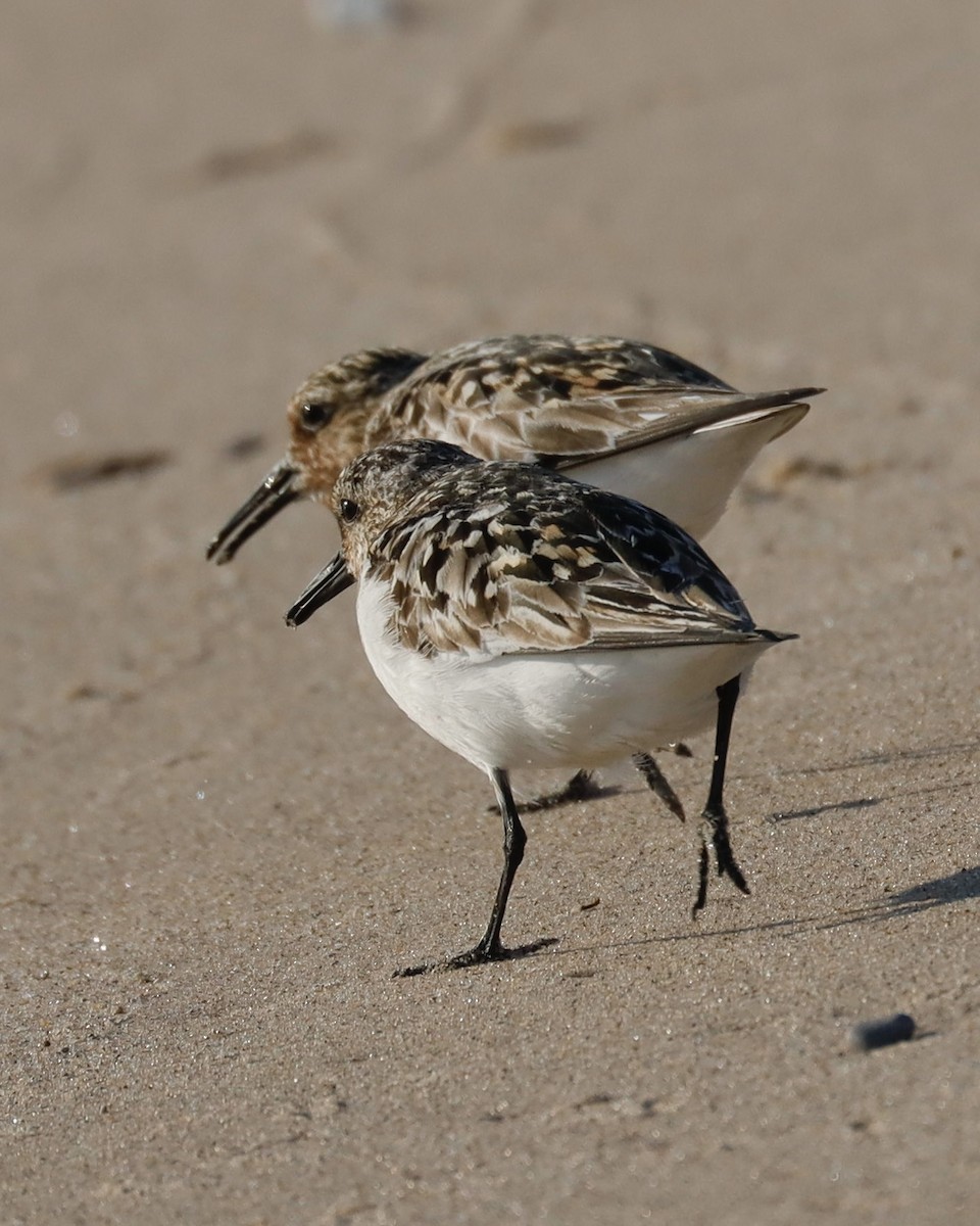 Sanderling - ML621848675