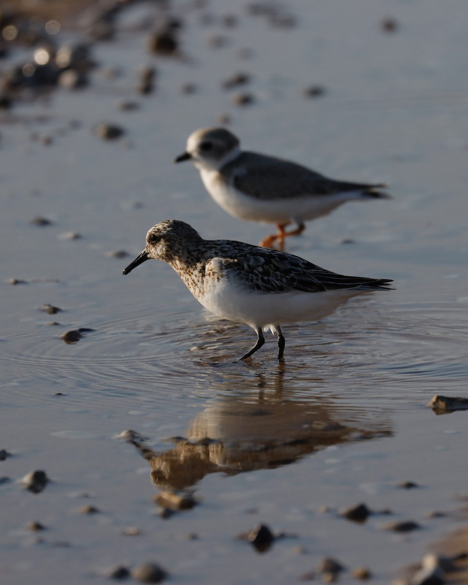 Sanderling - ML621848676