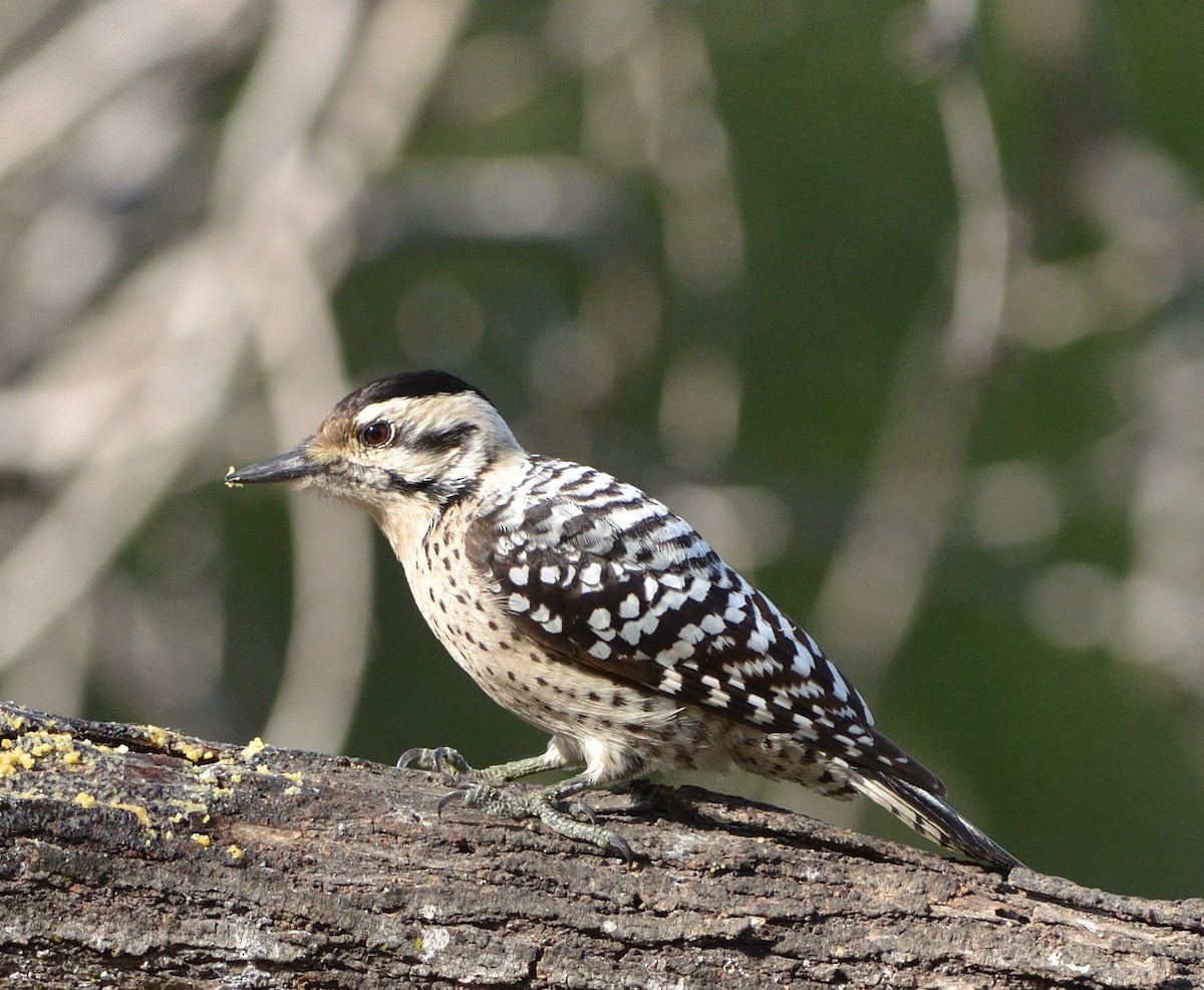 Ladder-backed Woodpecker - ML621848687