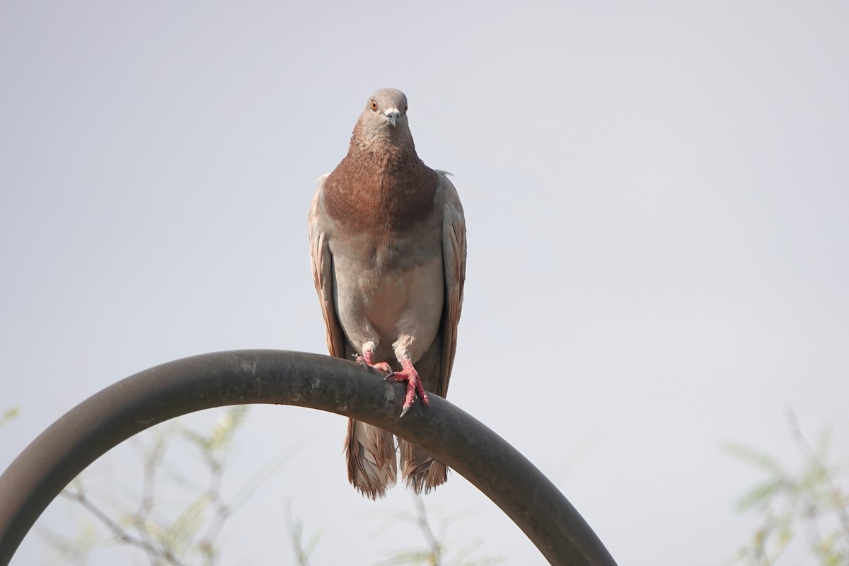 Rock Pigeon (Feral Pigeon) - ML621848693