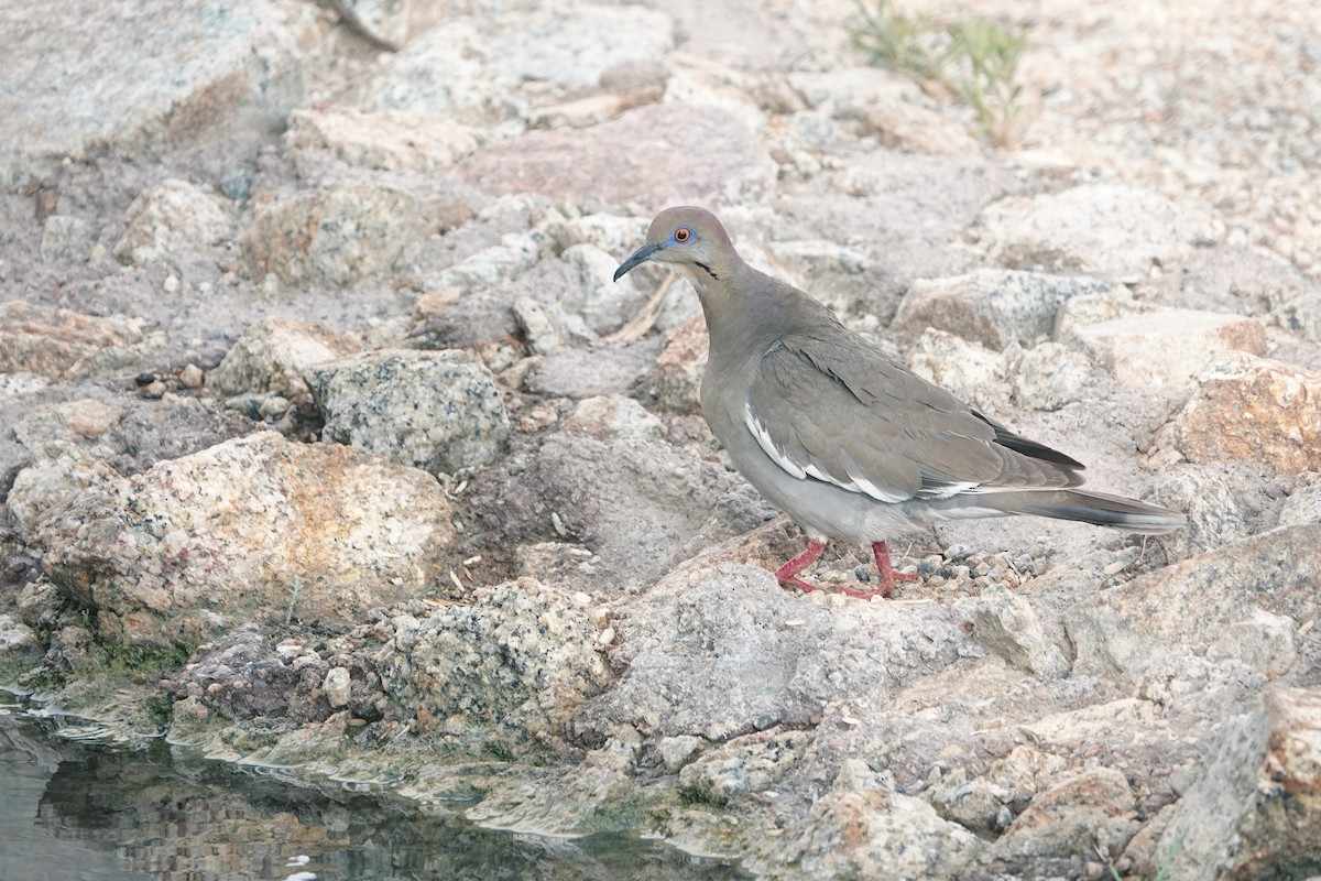 White-winged Dove - ML621848696