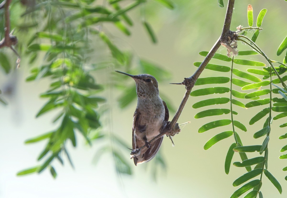 Colibrí de Anna - ML621848714