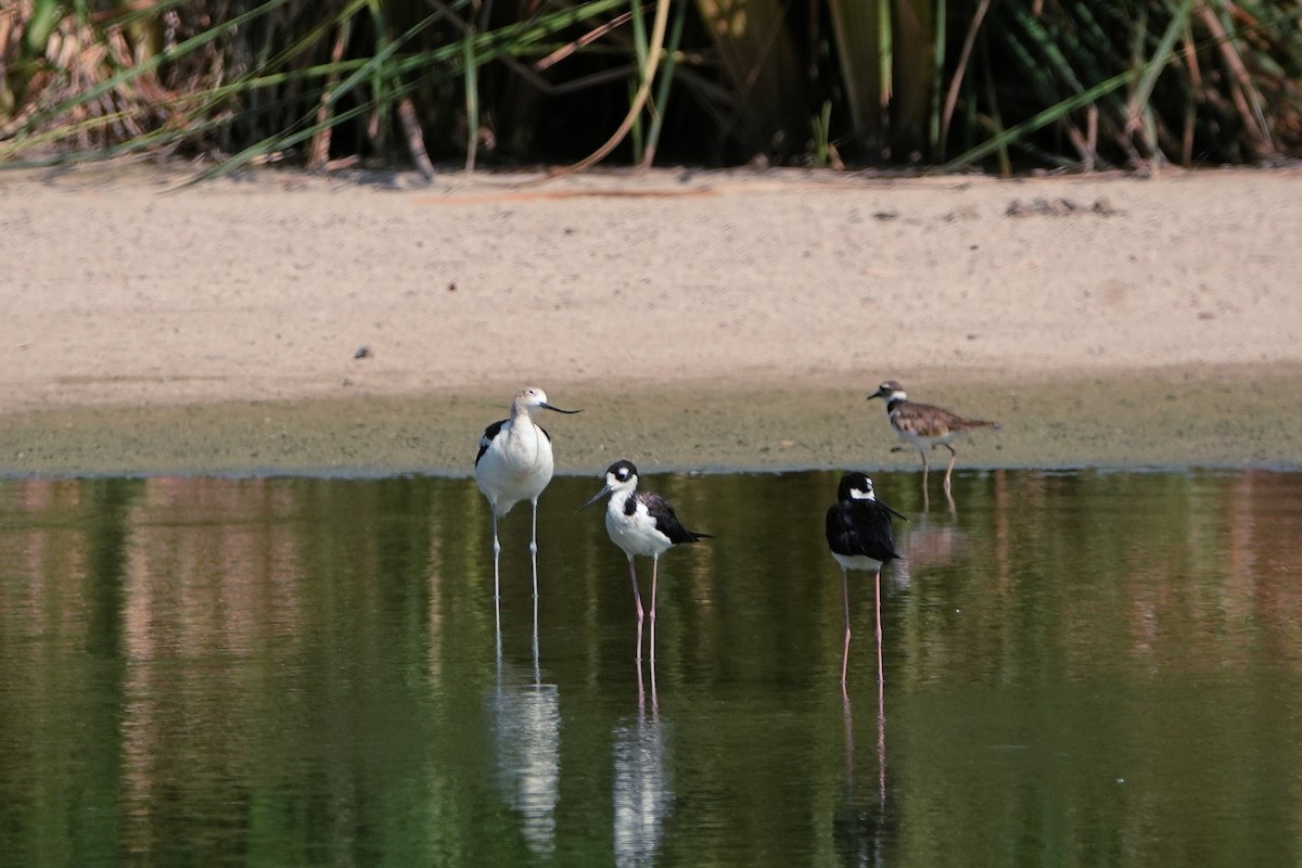 Avoceta Americana - ML621848718