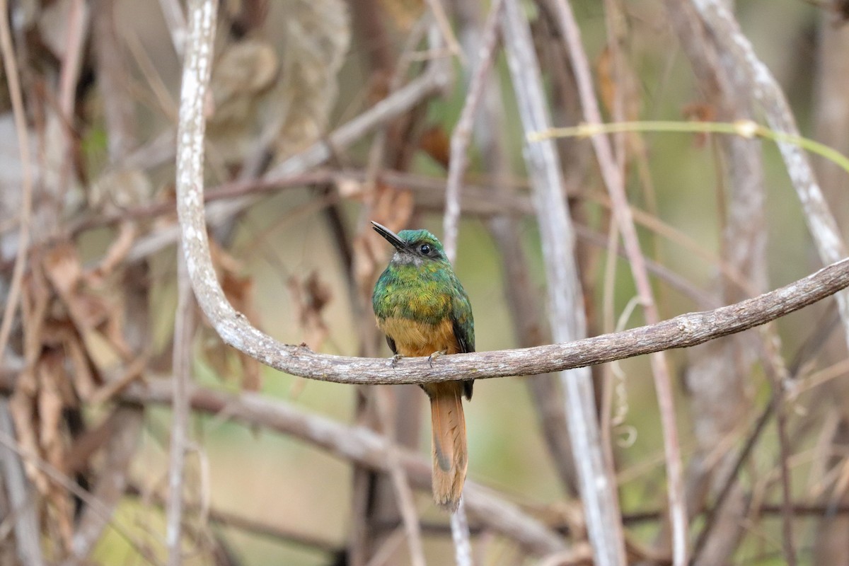 Bluish-fronted Jacamar - ML621848725