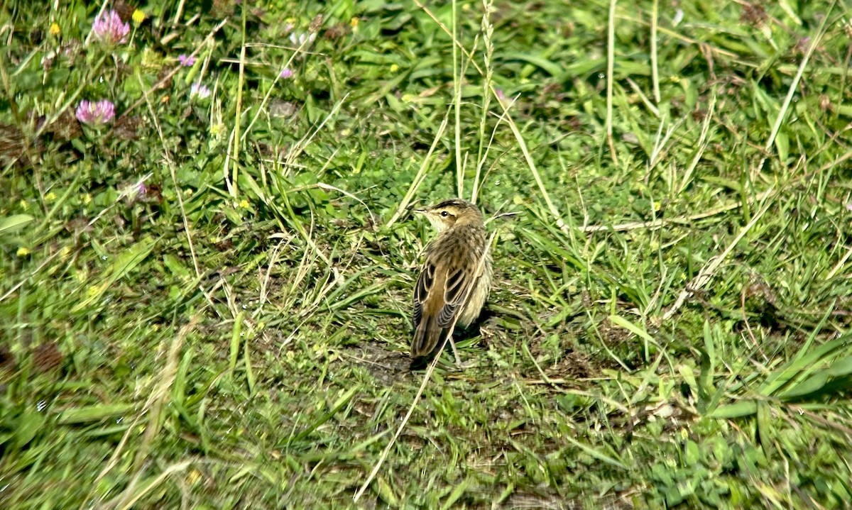 Очеретянка лучна - ML621848774