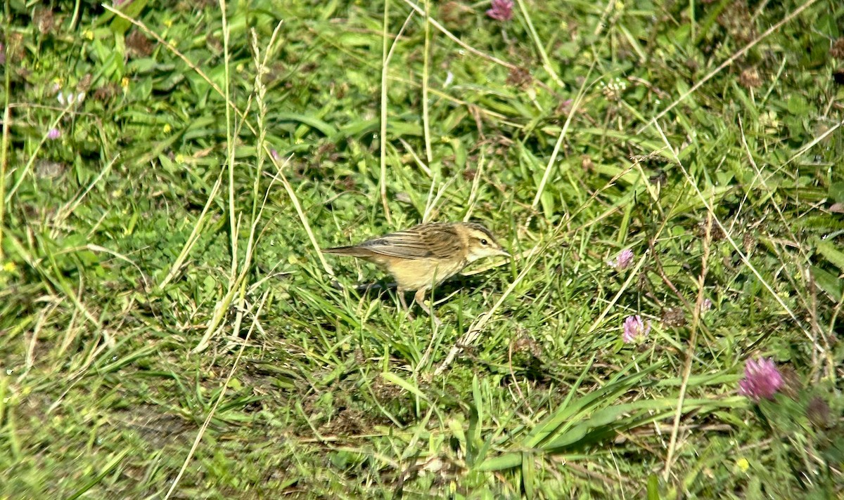 Очеретянка лучна - ML621848775