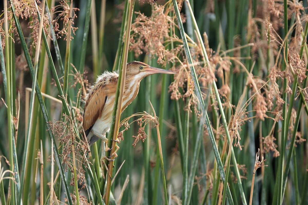 Least Bittern - ML621848801