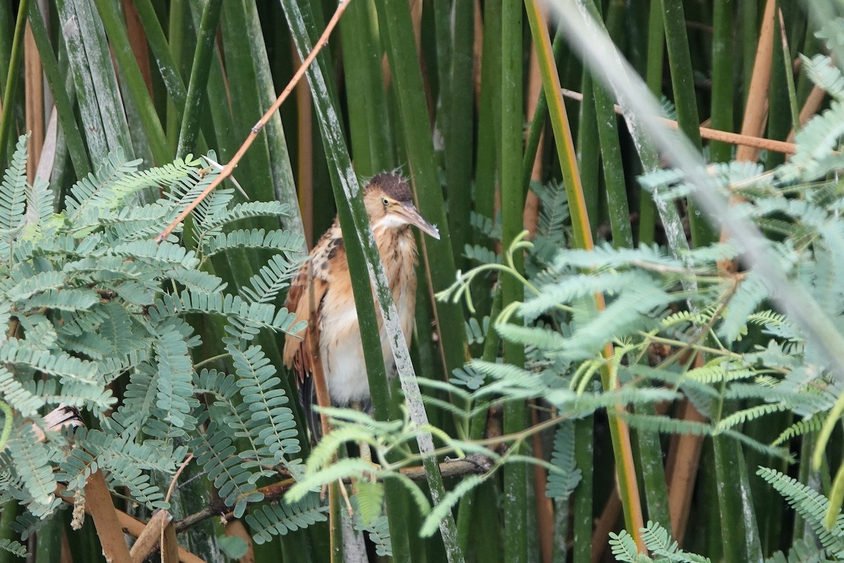 Least Bittern - Diana Spangler