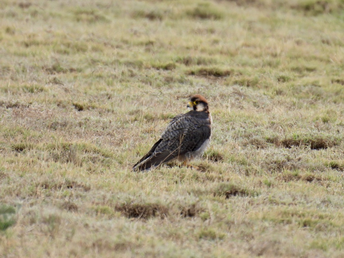 Lanner Falcon - ML621848845