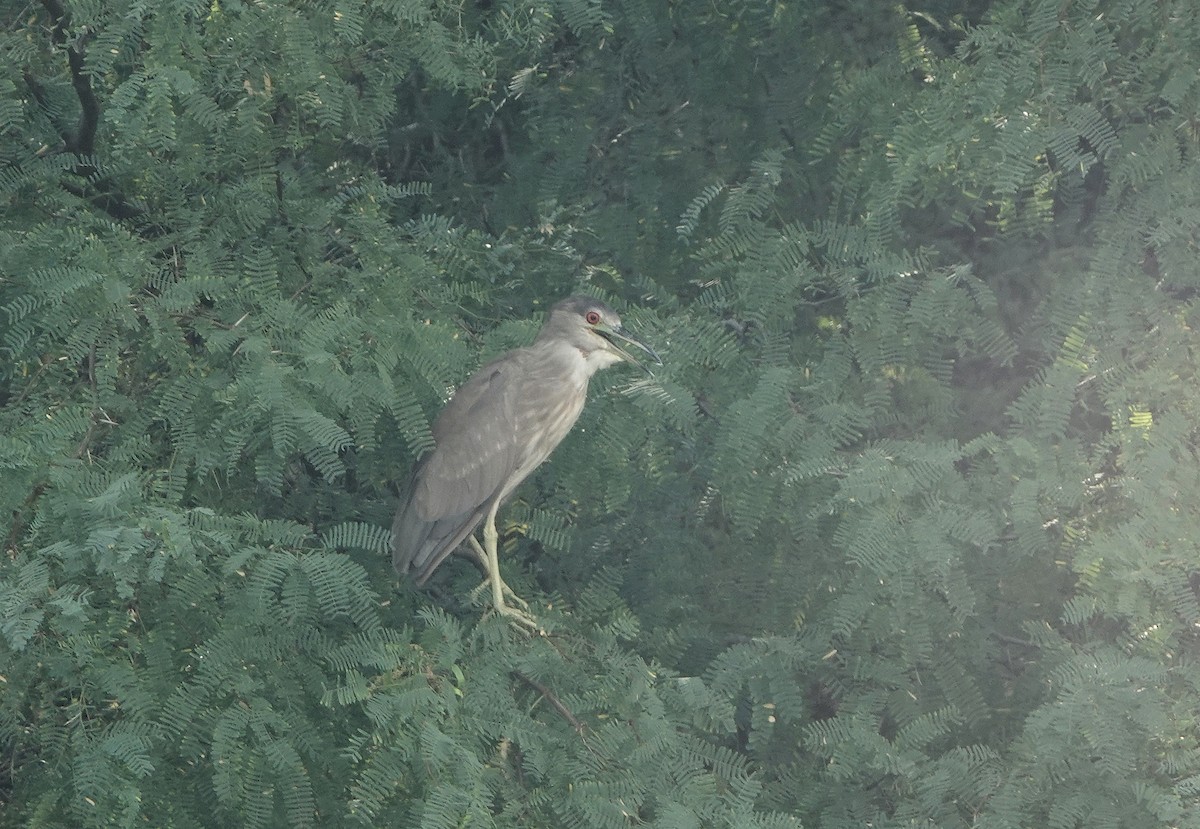 Black-crowned Night Heron - ML621848847