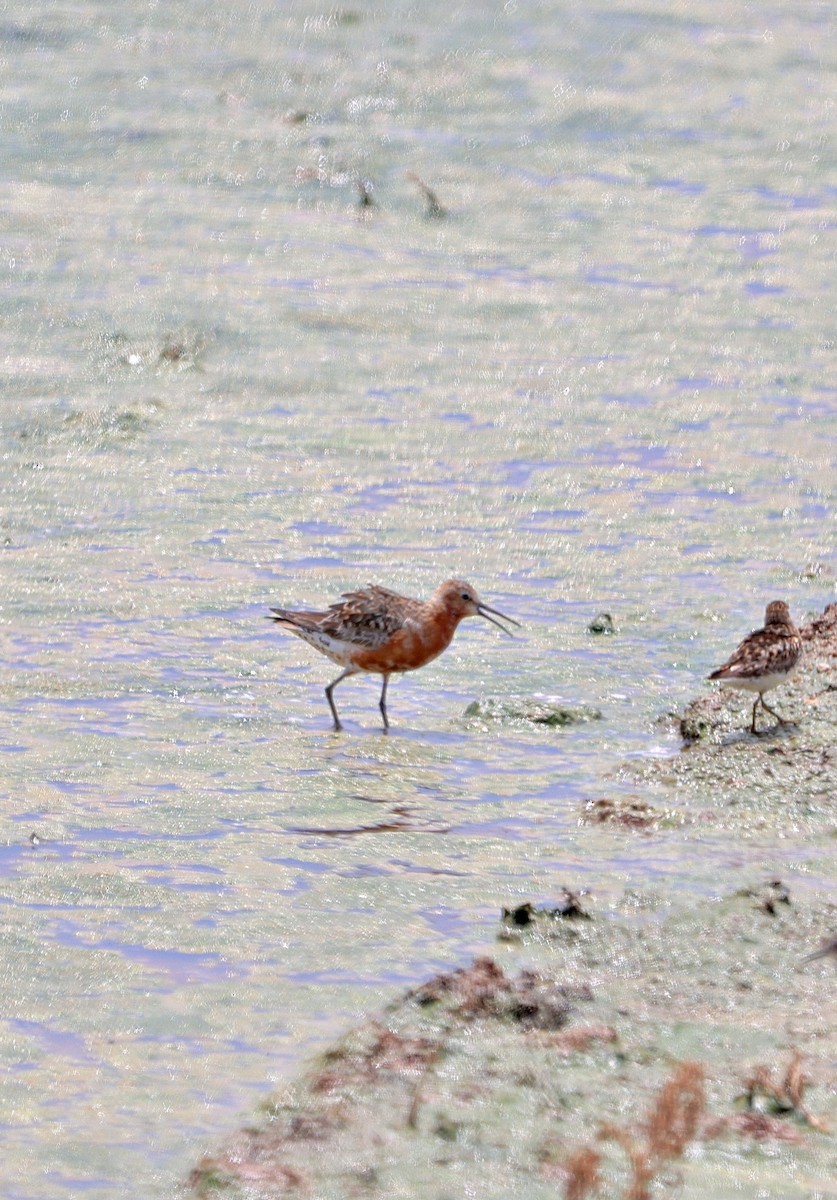 Correlimos Zarapitín - ML621848849