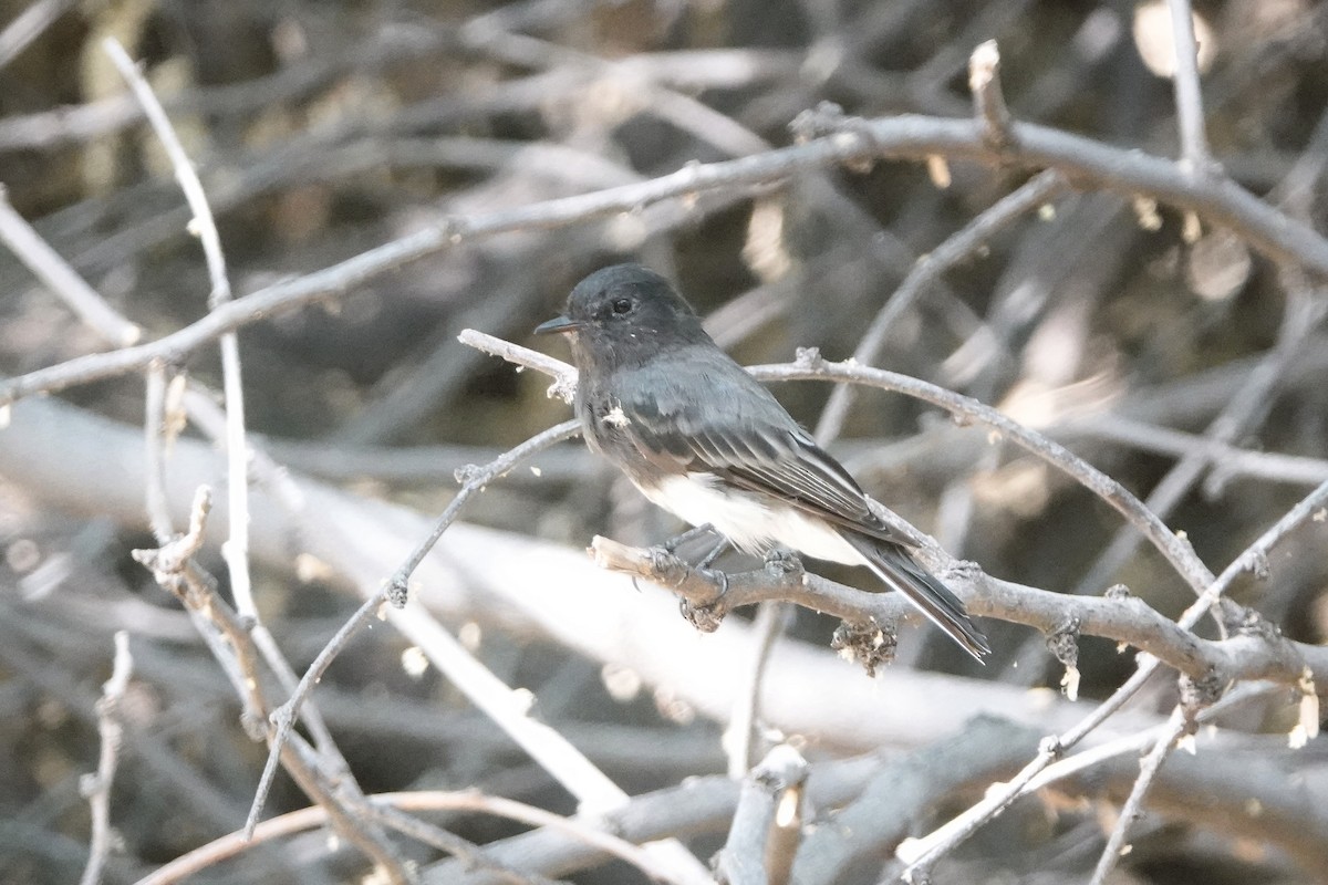 Black Phoebe - ML621848871