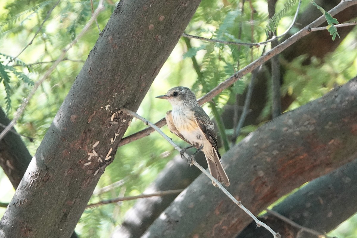 Vermilion Flycatcher - ML621848876