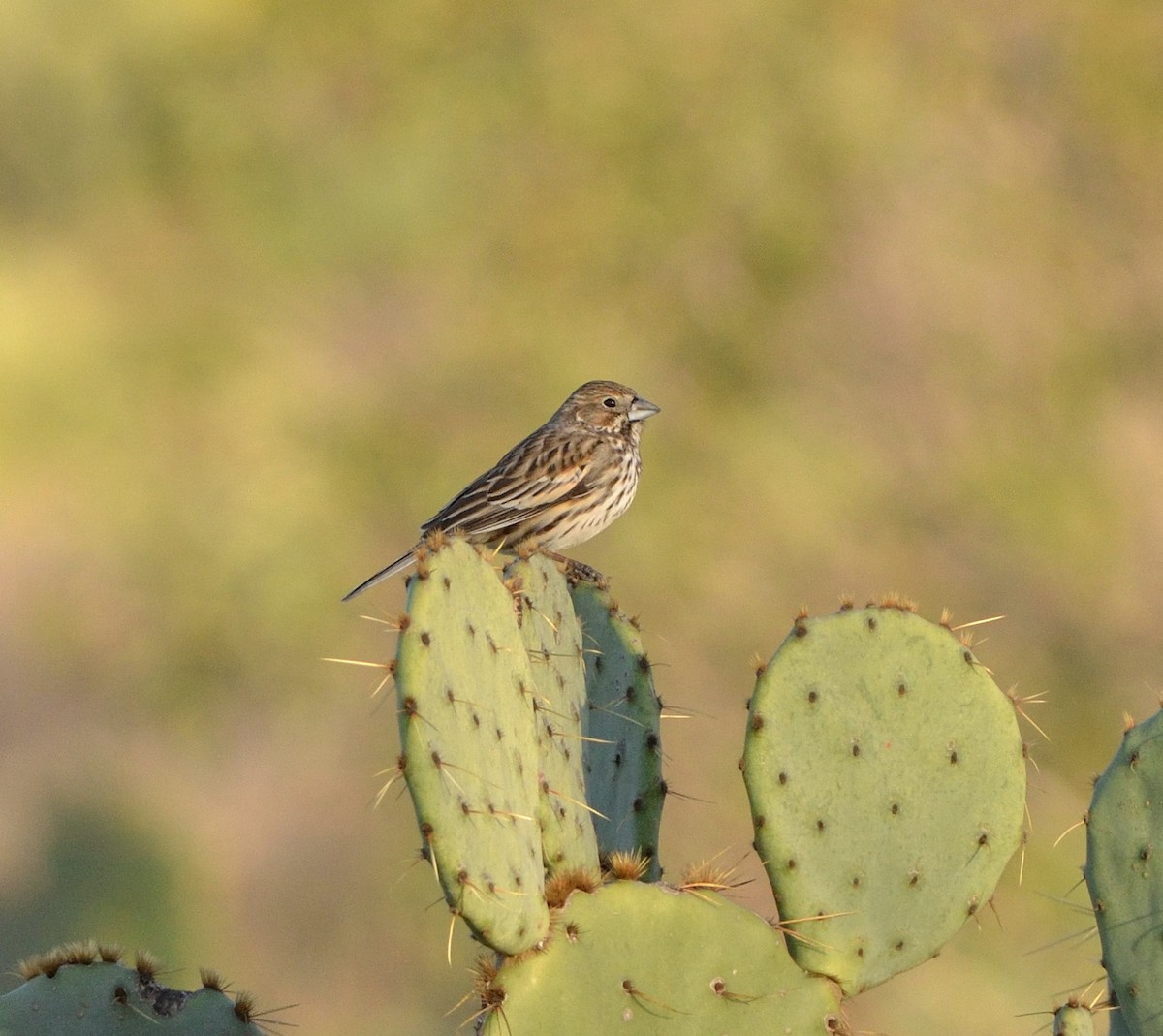 Lark Bunting - ML621848877