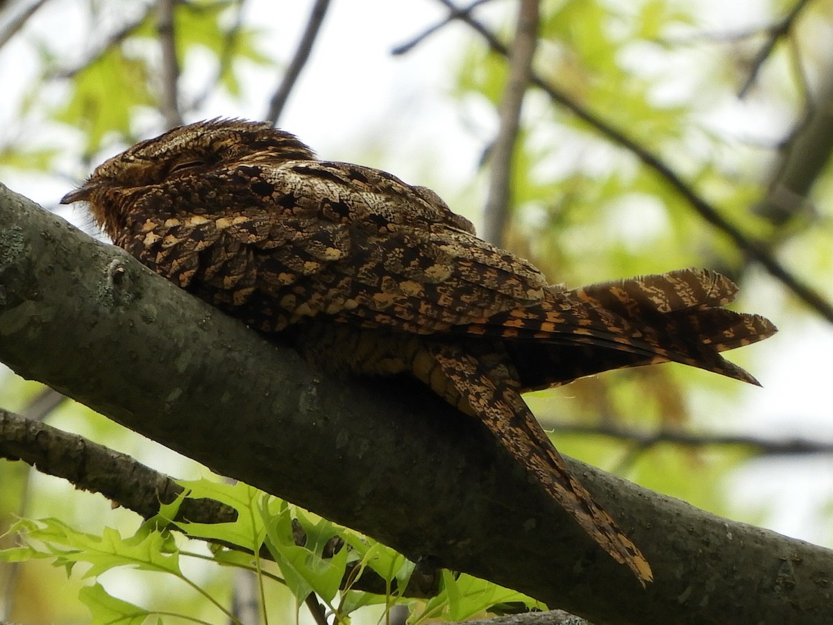 Chuck-will's-widow - ML621848899