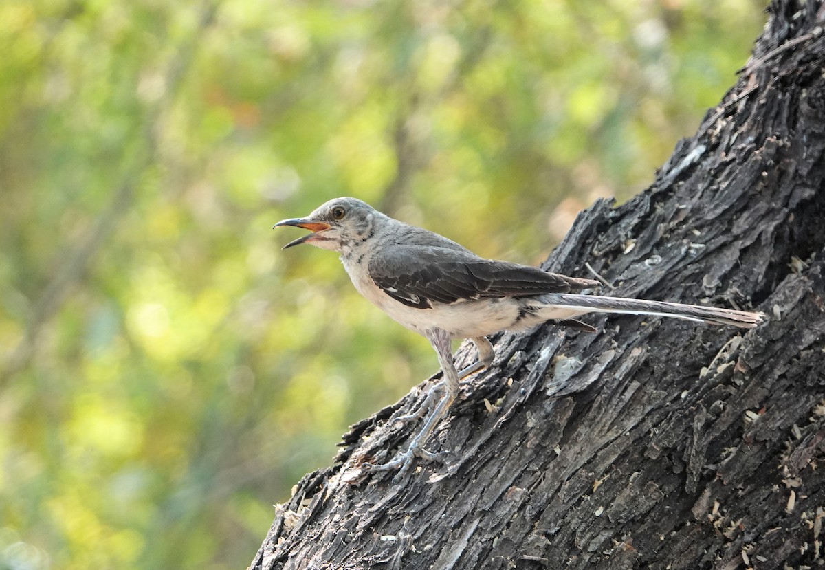 Northern Mockingbird - ML621848909