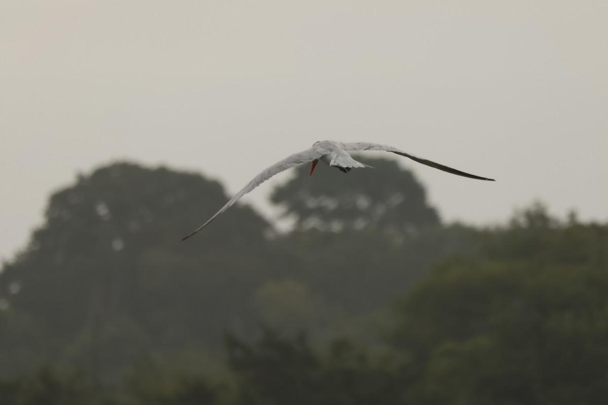 Caspian Tern - ML621848911