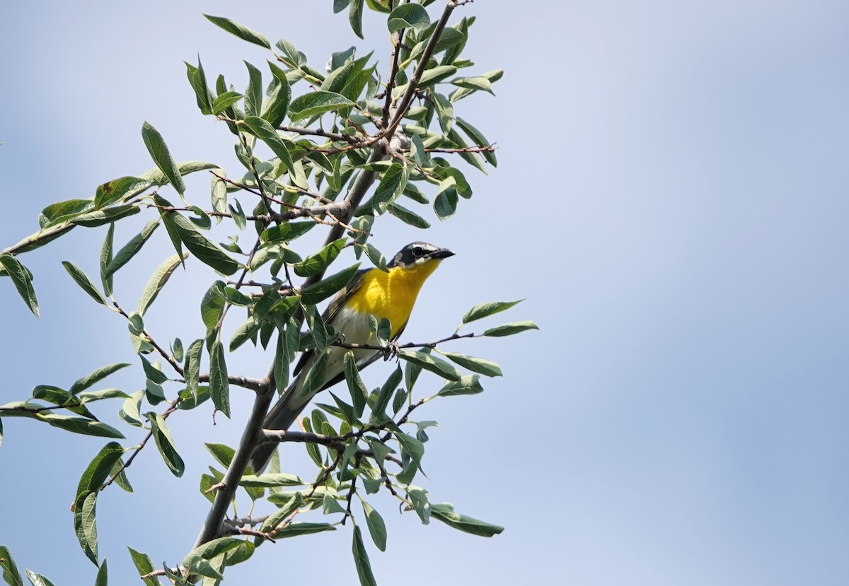 Yellow-breasted Chat - ML621848933