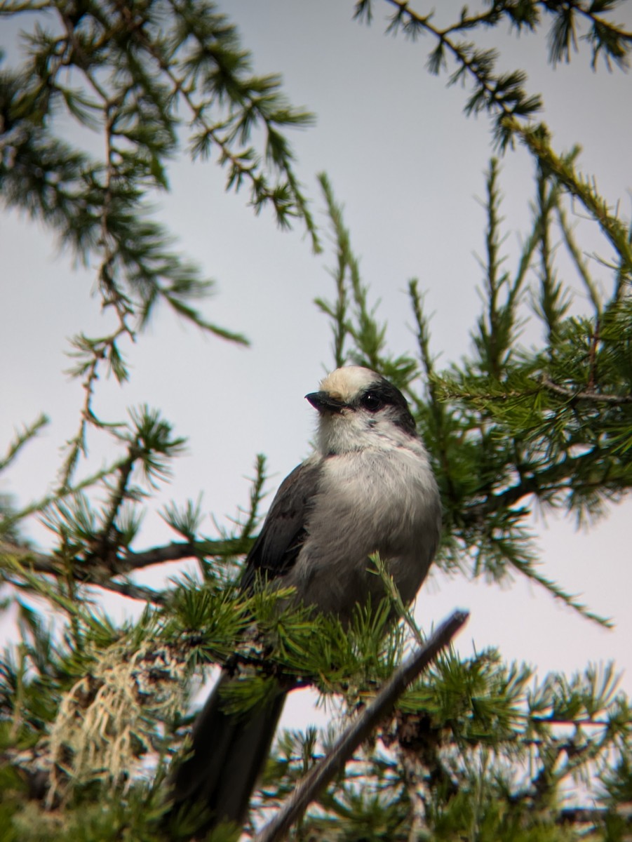 Canada Jay - ML621848940