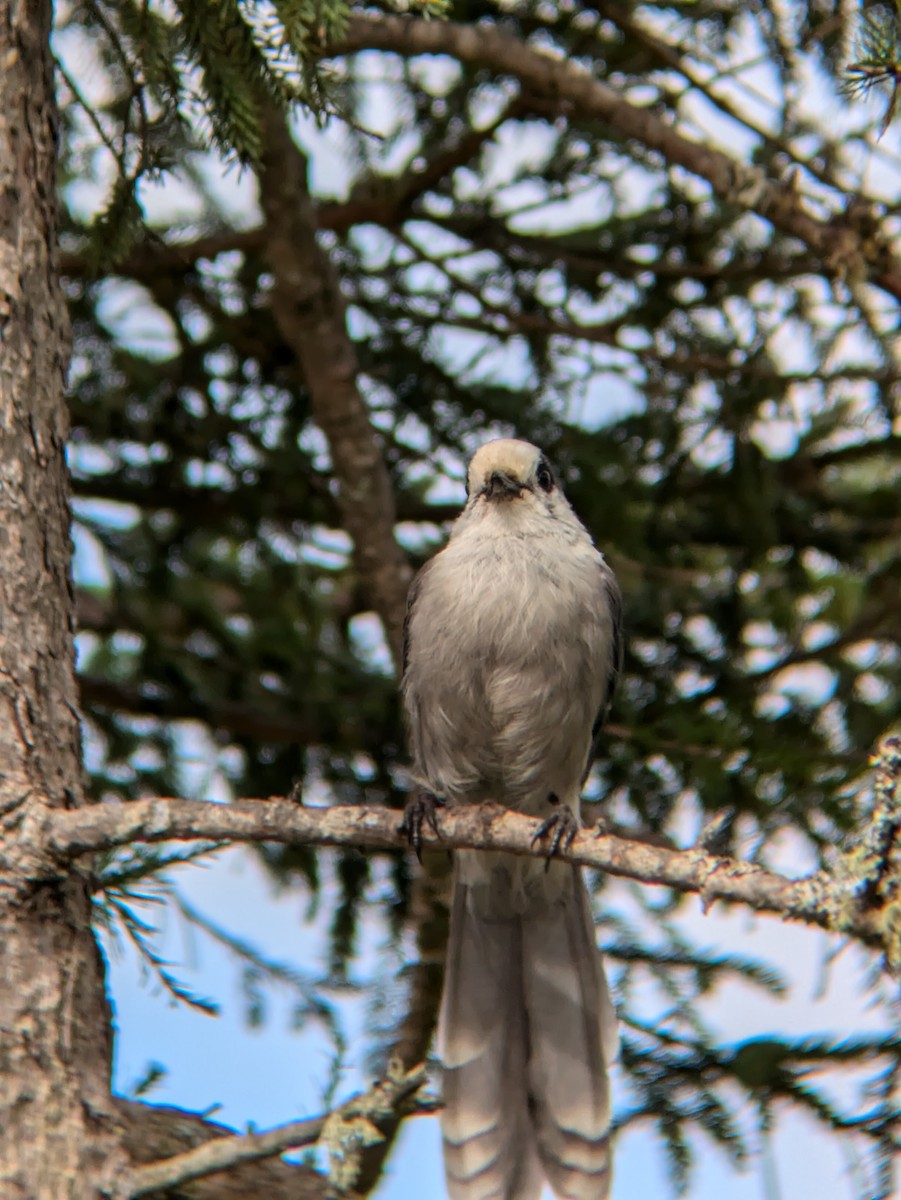 Canada Jay - ML621848942