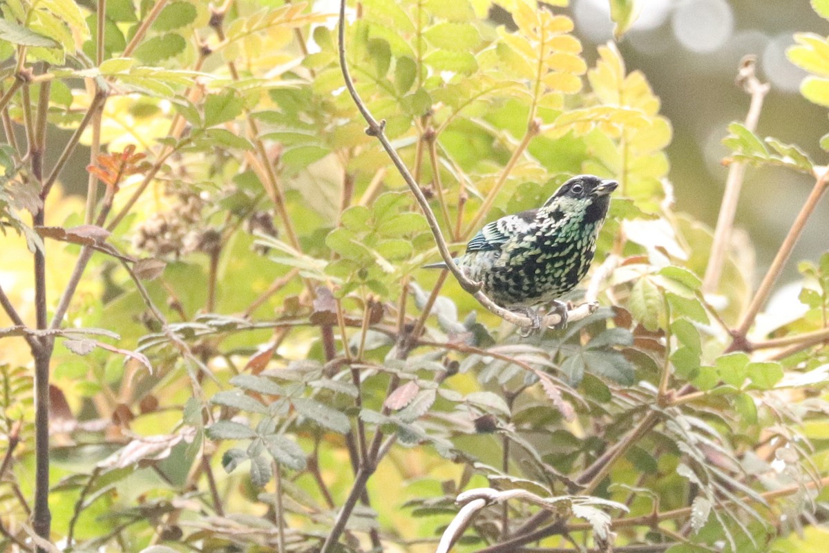 Beryl-spangled Tanager - ML621848958