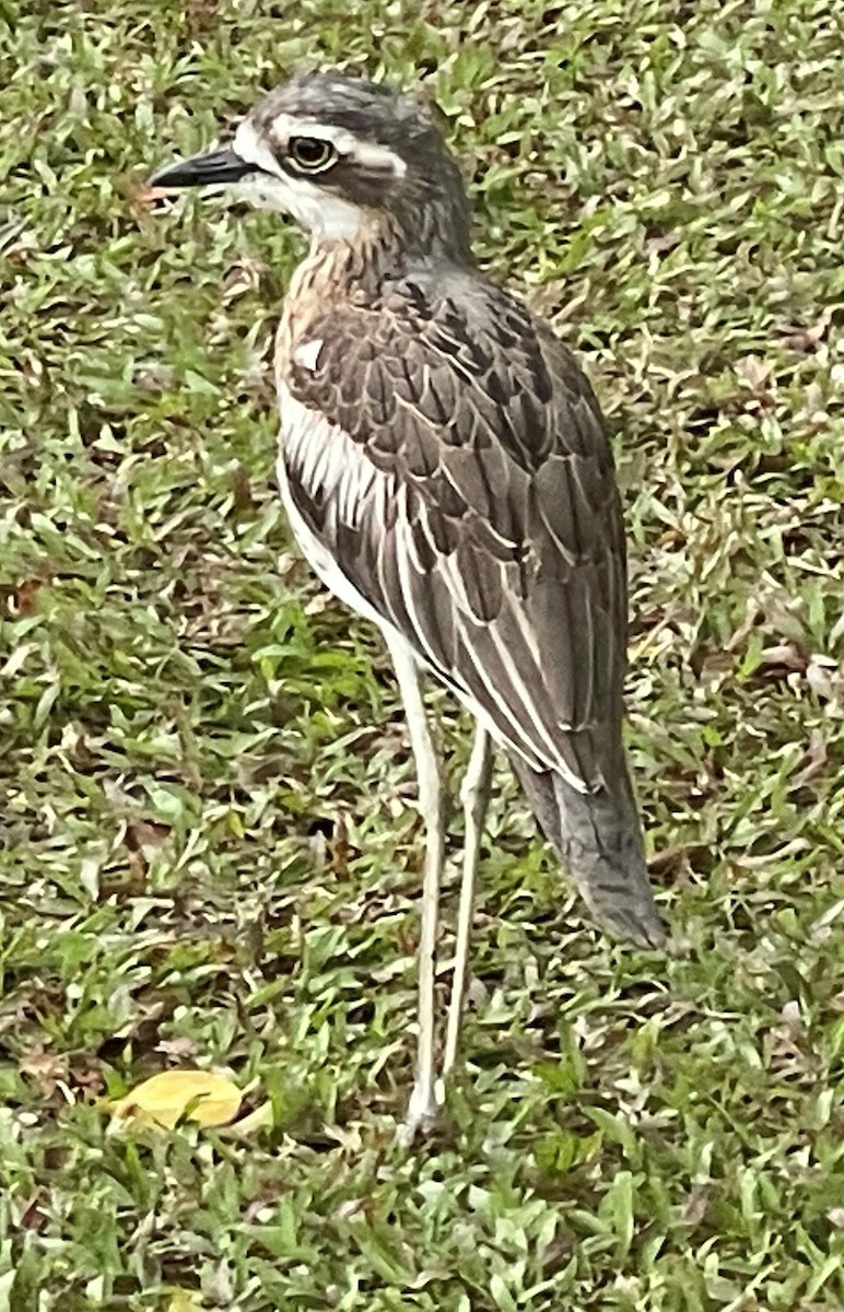 Beach Thick-knee - ML621849127