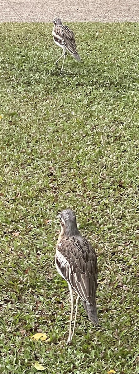 Beach Thick-knee - ML621849128