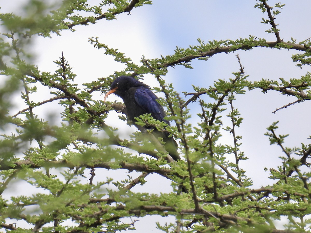 Abyssinian Scimitarbill - ML621849171