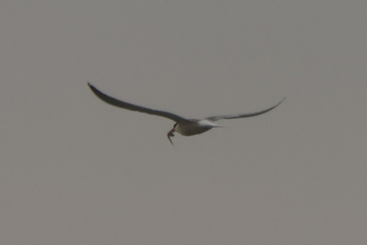 Forster's Tern - ML621849179