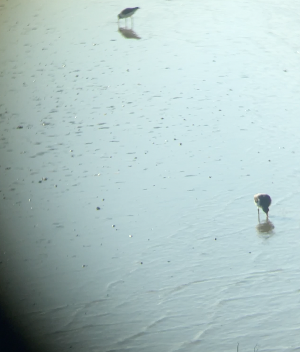 South Island Oystercatcher - ML621849184