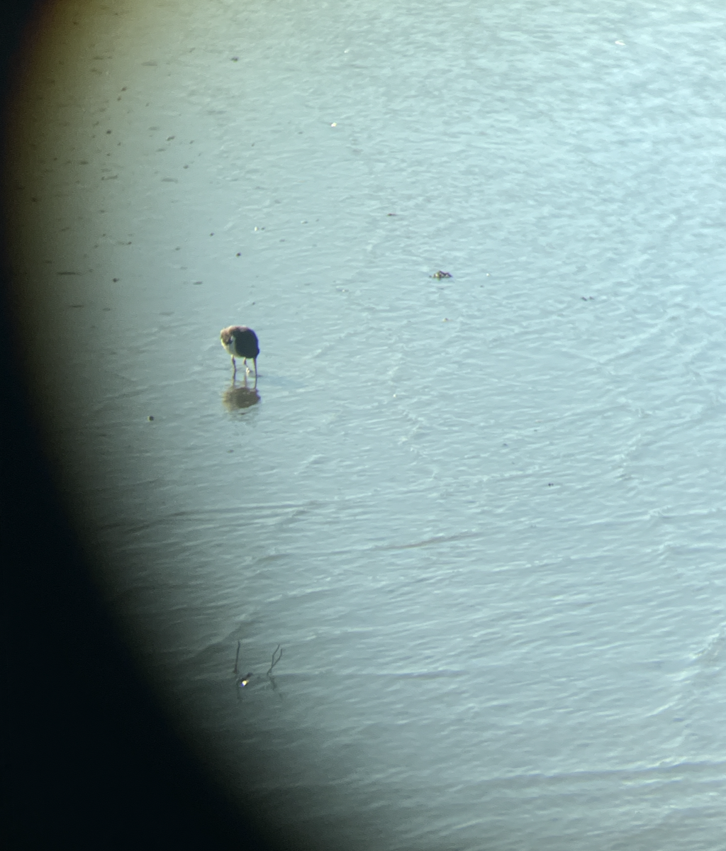 South Island Oystercatcher - ML621849185