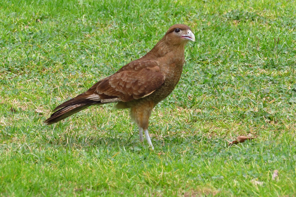 Chimango Caracara - ML621849189