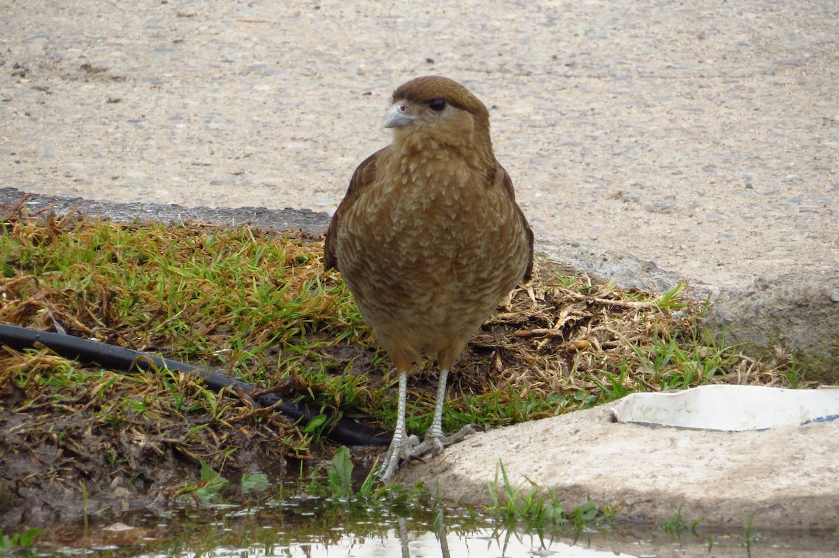 Chimango Caracara - ML621849194