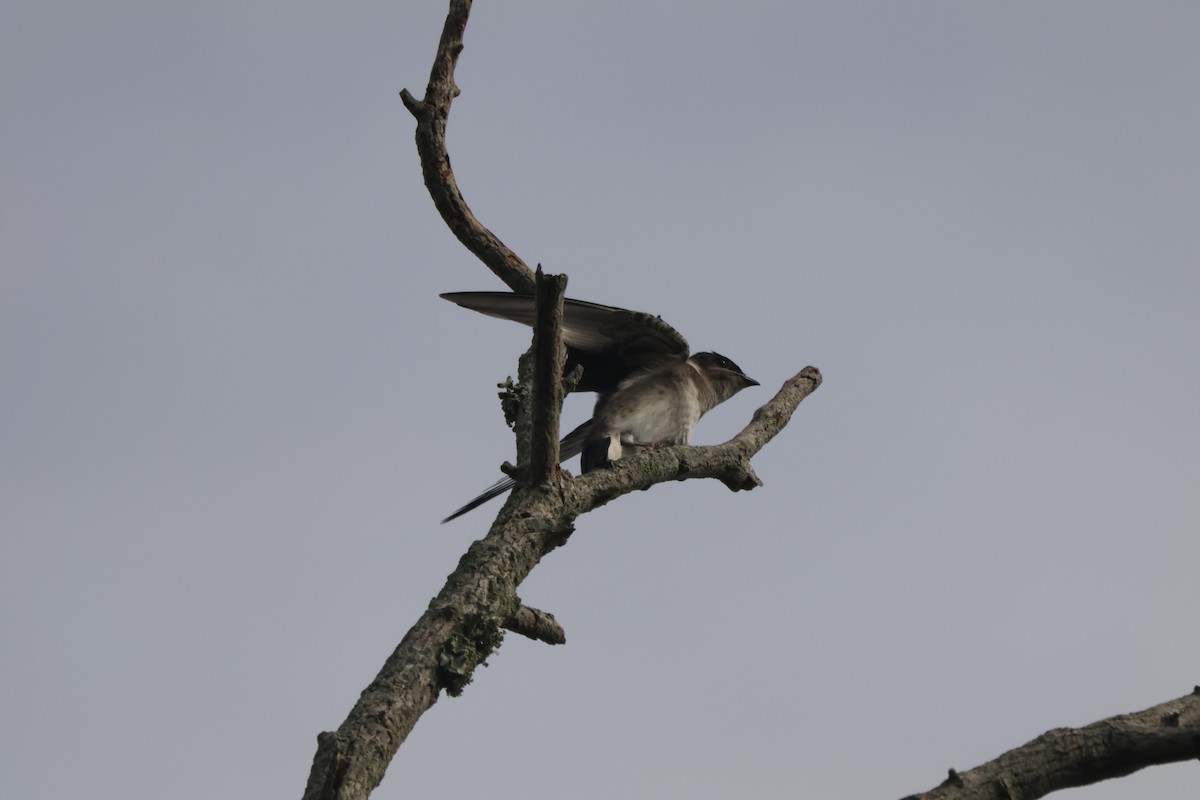 Purple Martin - ML621849234